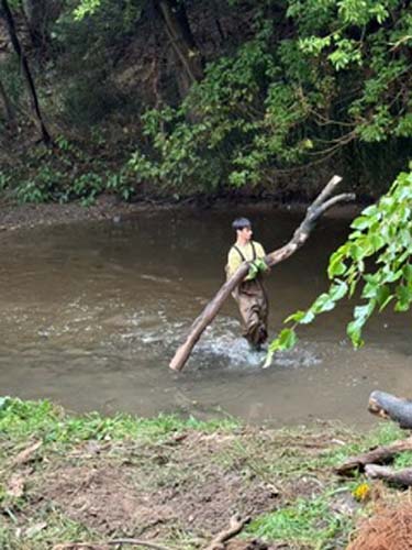 A volunteer in waders carrying a log out of the creek